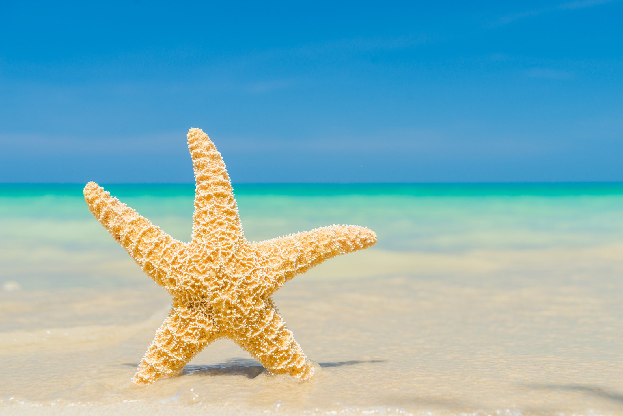 Caribbean Starfish 